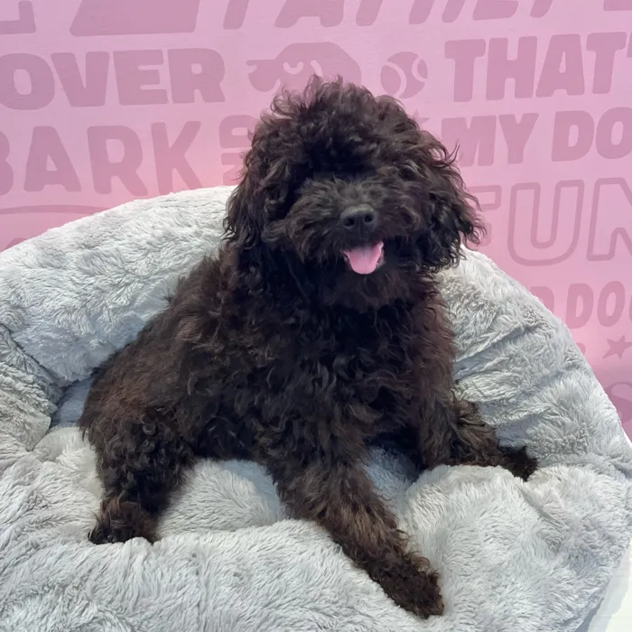 Male Cavapoo puppy named Bennett for sale at Waggles-Ft. Myers.