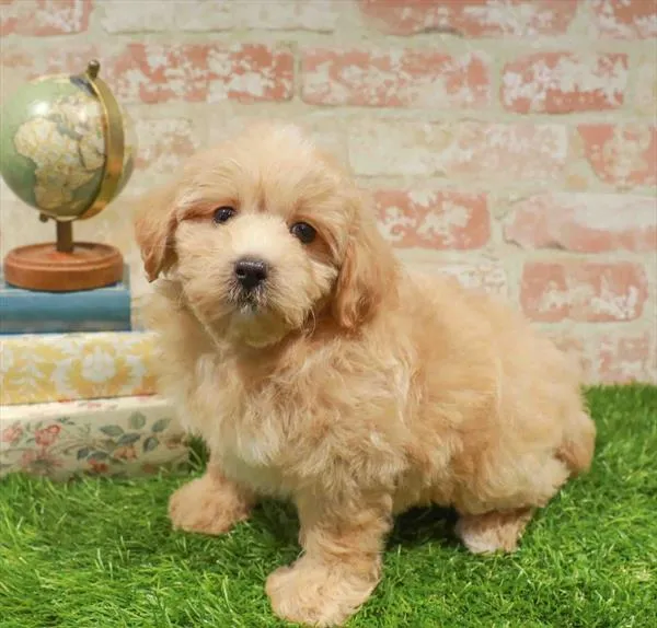 Male Maltipoo puppy named Trina for sale at Waggles-Ft. Myers.