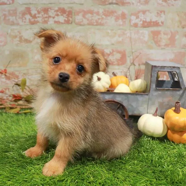 Male Yorkie-Pom puppy named Tucker for sale at Waggles-Ft. Myers.