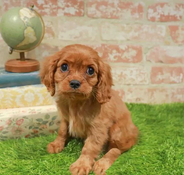 Female Cavalier King Charles Spaniel puppy named Peaches for sale at Waggles-Ft. Myers.