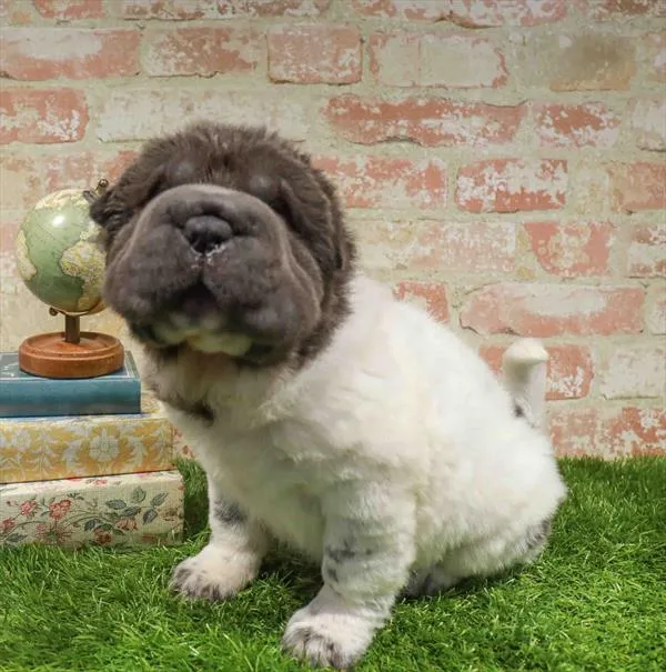 Male Shar Pei puppy named Mufasa for sale at Waggles-Ft. Myers.
