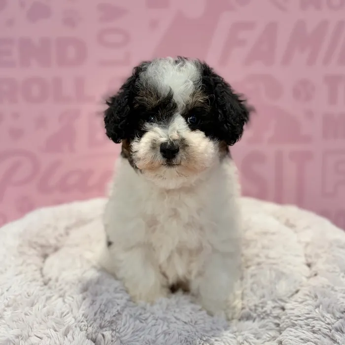 Female Schnoodle puppy named Zoey for sale at Waggles-Ft. Myers.
