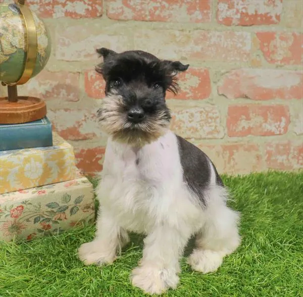 Female Mini Schnauzer puppy named Pam for sale at Waggles-Ft. Myers.