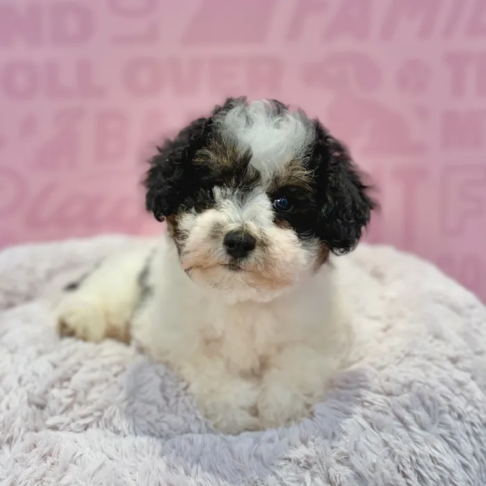 Female Schnoodle puppy named Zoey for sale at Waggles-Ft. Myers.