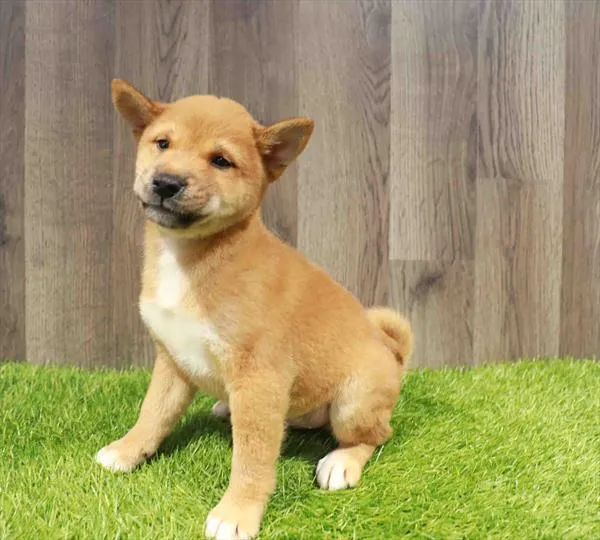 Male Shiba Inu puppy named Axel for sale at Waggles-Ft. Myers.