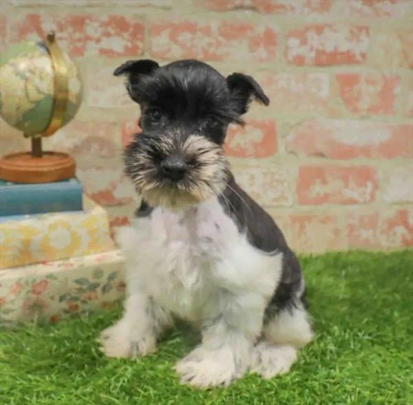 Male Mini Schnauzer puppy named Jim for sale at Waggles-Ft. Myers.