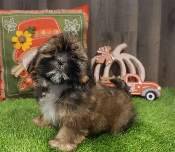 Male Shih Tzu puppy named Dominic for sale at Waggles-Ft. Myers.