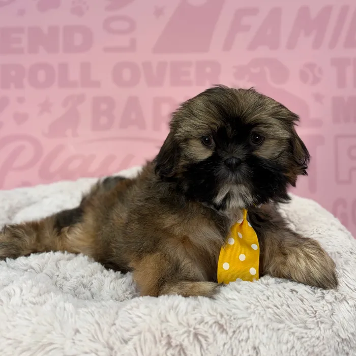 Male Shih Tzu puppy named Dominic for sale at Waggles-Ft. Myers.