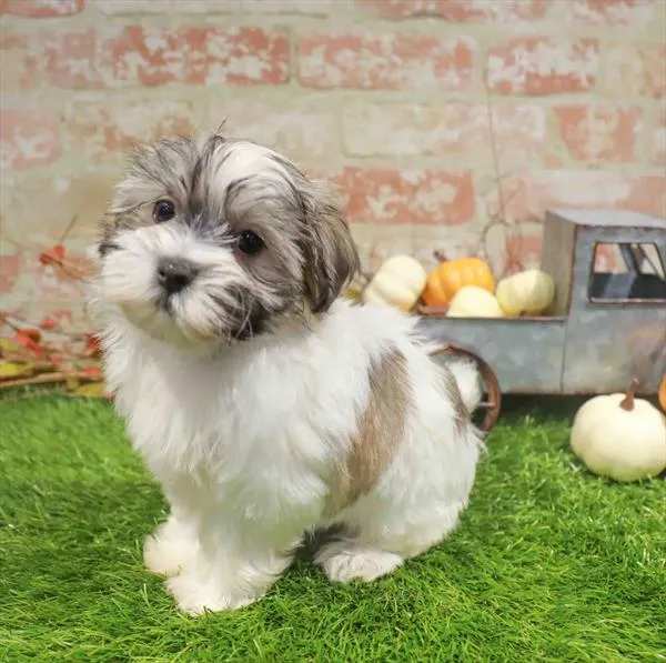 Female Maltese-Havanese puppy named Luna for sale at Waggles-Ft. Myers.