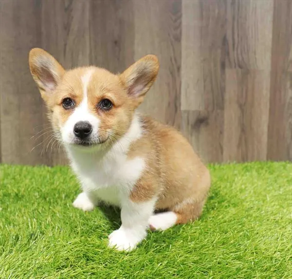 Female Pembroke Welsh Corgi puppy named Olive for sale at Waggles-Ft. Myers.