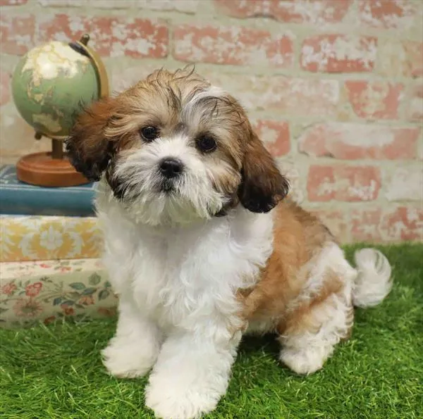 Female Shipoo puppy named Francesca for sale at Waggles-Ft. Myers.