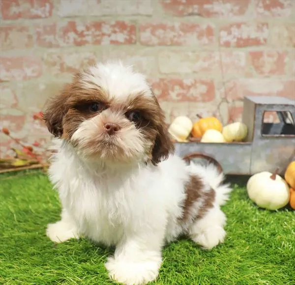 Female Shih Tzu puppy named Lilo for sale at Waggles-Ft. Myers.