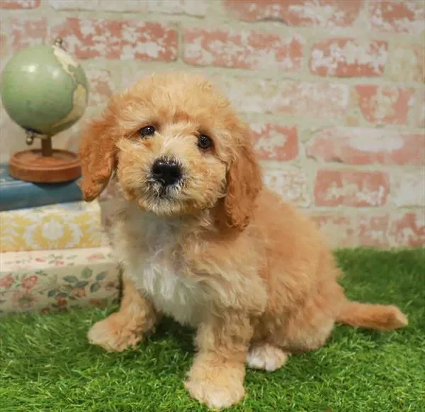 Male Mini Goldendoodle 2Nd Gen puppy named Archie for sale at Waggles-Ft. Myers.