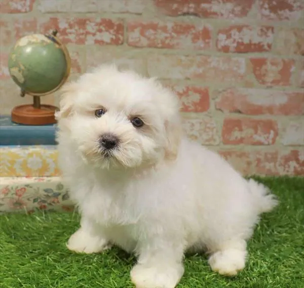 Male Malshi puppy named Angelo for sale at Waggles-Ft. Myers.