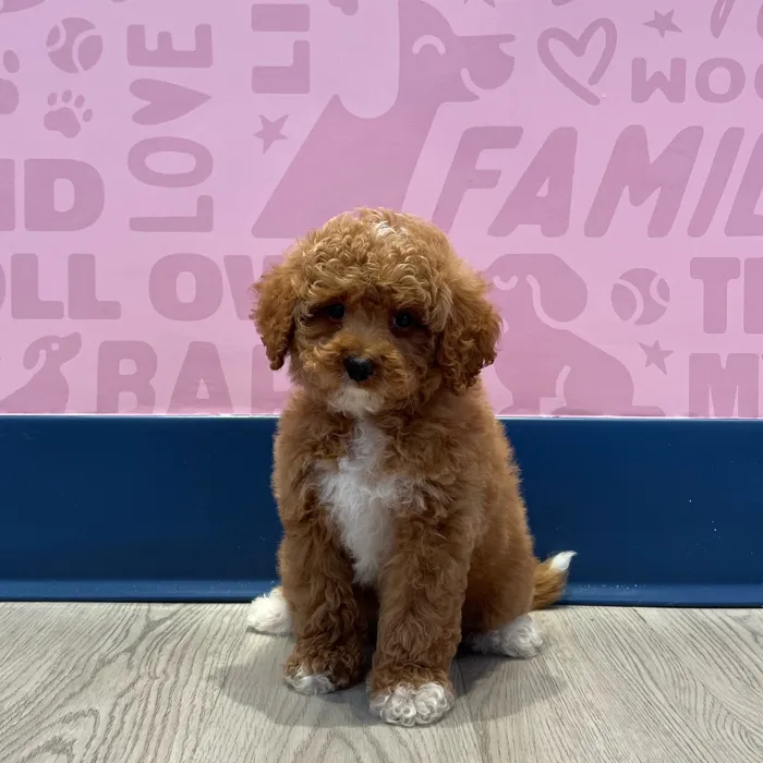 Female Mini Goldendoodle 2Nd Gen puppy named Ramona for sale at Waggles-Ft. Myers.