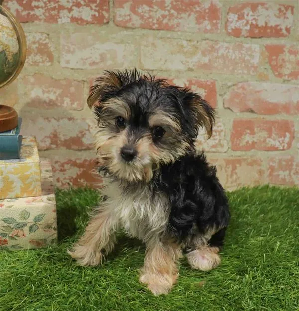 Female Morkie puppy named Missy for sale at Waggles-Ft. Myers.