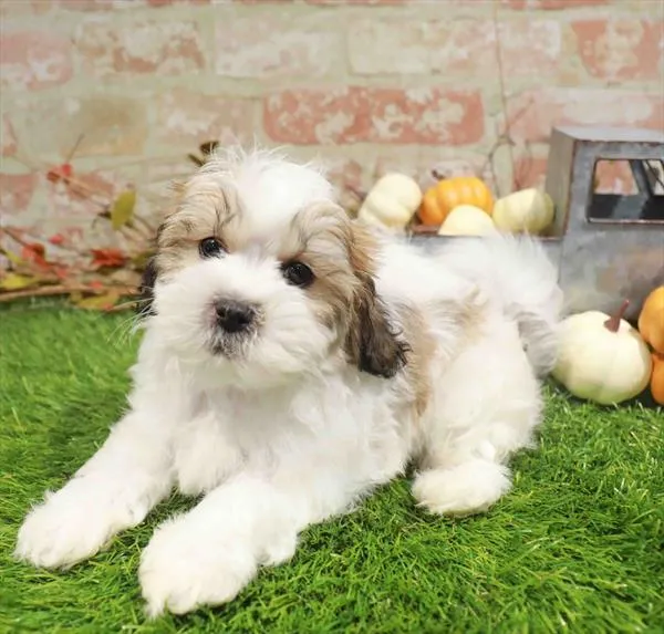Male Teddy Bear puppy named Pippin for sale at Waggles-Ft. Myers.