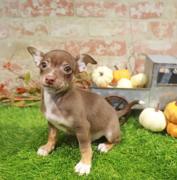 Male Chihuahua puppy named Elton for sale at Waggles-Ft. Myers.