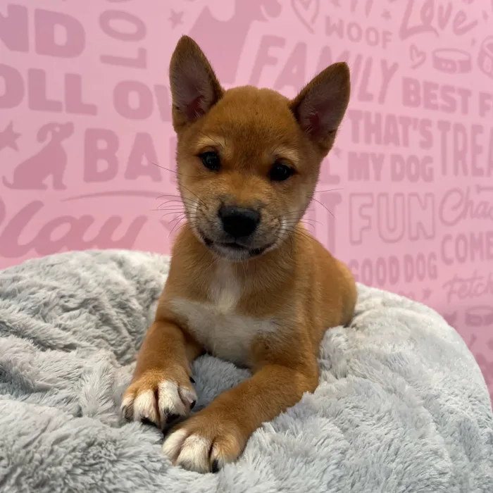 Male Shiba Inu puppy named Axel for sale at Waggles-Ft. Myers.