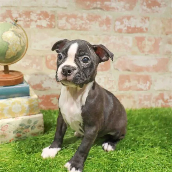 Female Boston Terrier puppy named Victoria for sale at Waggles-Ft. Myers.