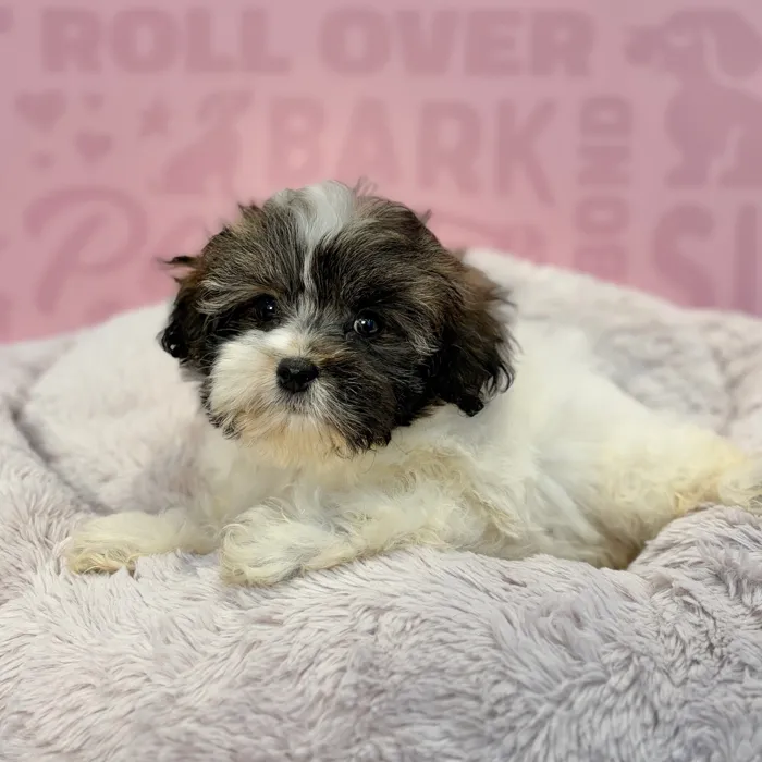 Female Malshi puppy named Camille for sale at Waggles-Ft. Myers.