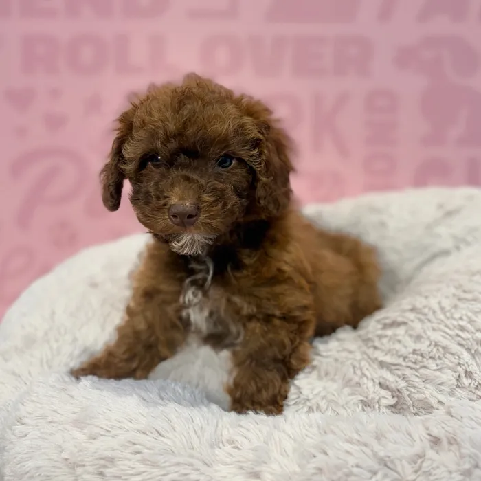 Male Mini Poodle puppy named Sebastion for sale at Waggles-Ft. Myers.