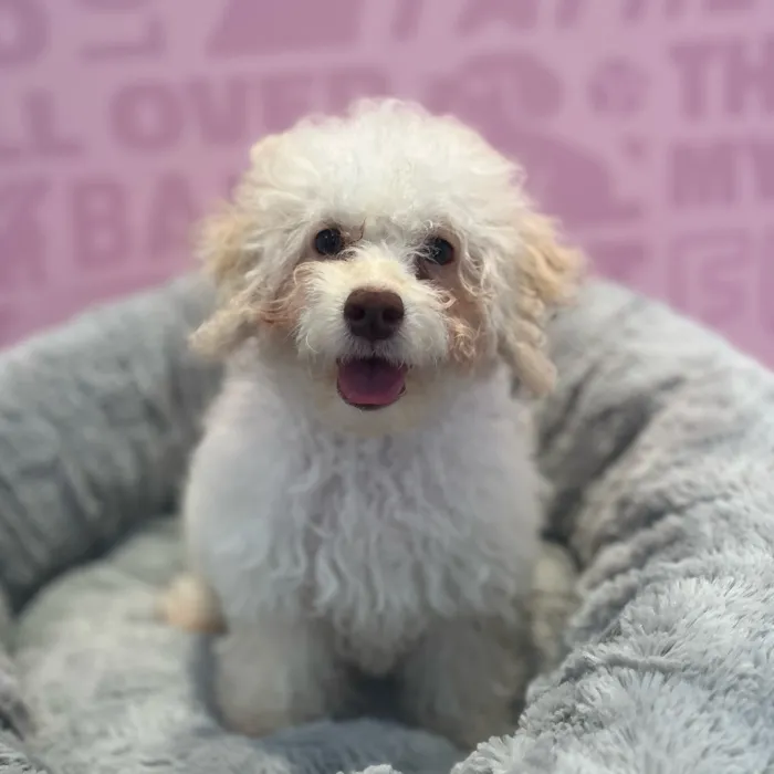 Female Cockapoo 2Nd Gen puppy named Julia for sale at Waggles-Ft. Myers.