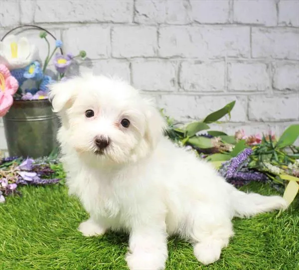 Female Maltese puppy named Betty for sale at Waggles-Ft. Myers.
