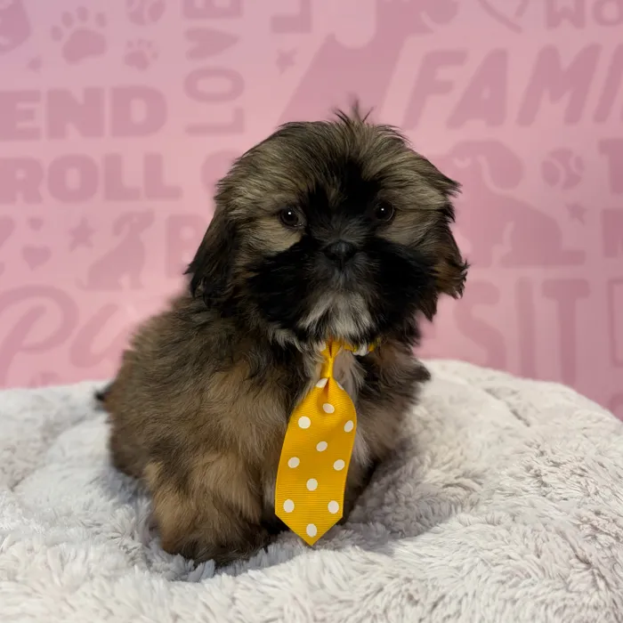 Male Shih Tzu puppy named Dominic for sale at Waggles-Ft. Myers.