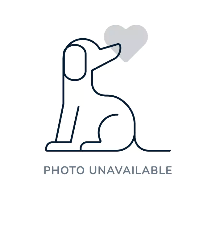 Female Teddy Bear puppy for sale at Waggles-Ft. Myers.